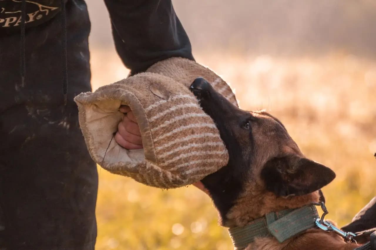 Dog gripping a training sleeve during bite work