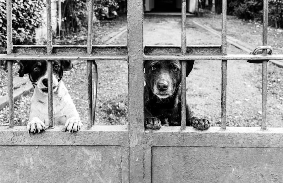 Dog kept apart from other dogs and people