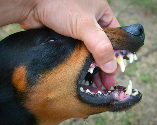 The Aggressive Dog