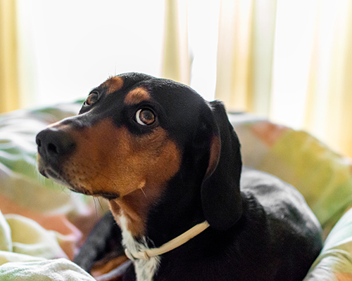 The Uncontrollable Dog
